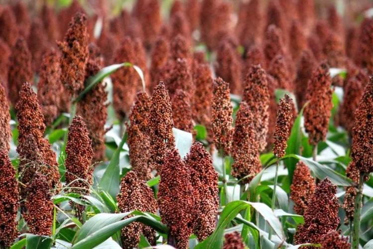 السليلوز الجريزوفولفين: من أين يأتي؟