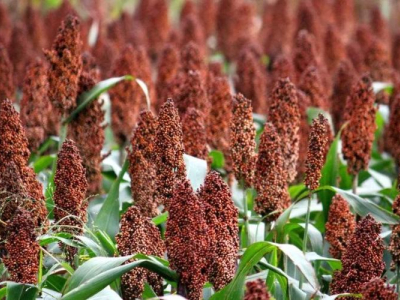 السليلوز الجريزوفولفين: من أين يأتي؟