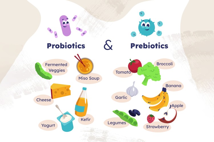 What is the Difference Between Prebiotics and Probiotics What is the Difference Between Prebiotics and Probiotics