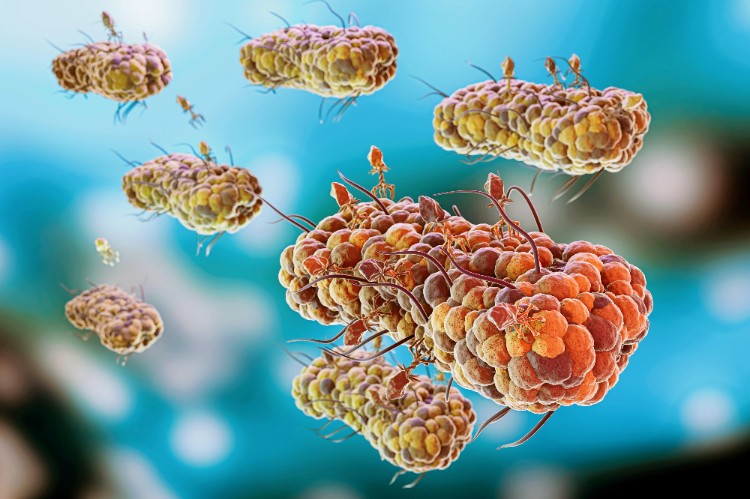 البيفيدوبكتريا البيفيدوبكتريا