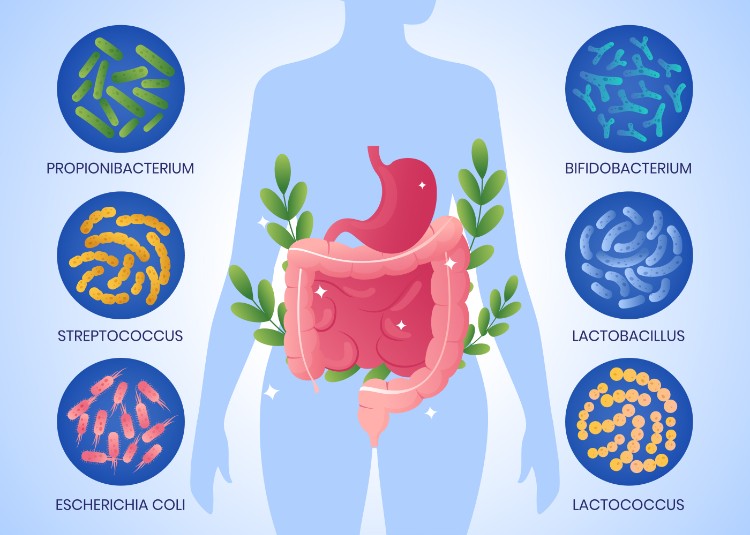 Xylooligosaccharide Prebiotic: Gut Health's Hidden Hero