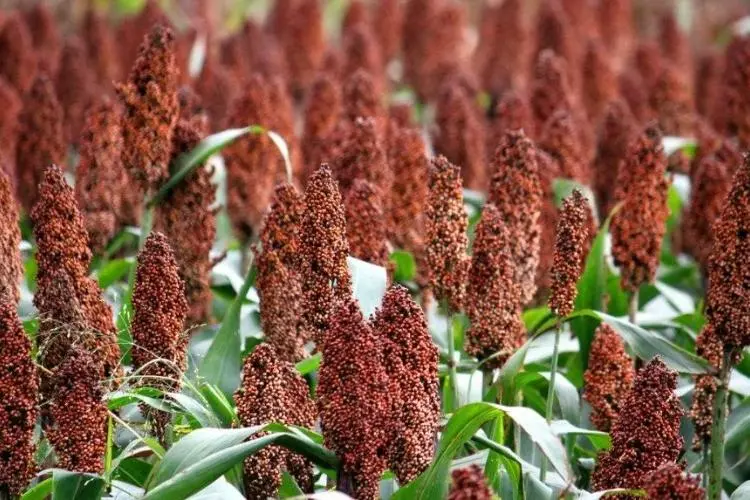 Selulosa Mikrokristalin: Dari Mana Asalnya? Selulosa Mikrokristalin: Dari Mana Asalnya?