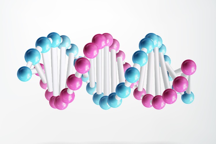 السكريات: الكربوهيدرات المعقدة مع وظائف متعددة