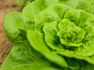 حقائق عن ألياف الخس تحتاجها الآن