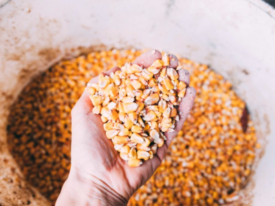 ألياف الذرة القابلة للذوبان شرح مبسط