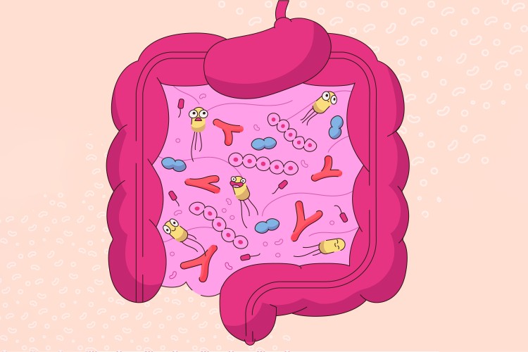 الألياف polydextrose: بطل التغذية الحديثة المجهول