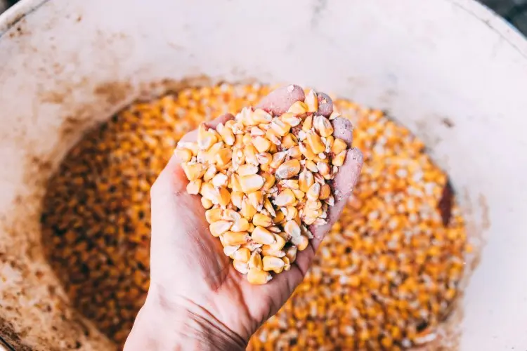 Soluble Corn Fiber Explained Simply Soluble Corn Fiber Explained Simply