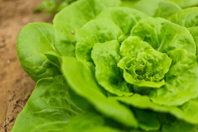 Lettuce Fiber Facts You Need Now