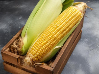 إطلاق العنان لقوة ألياف الذرة